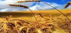Agro & Forestry